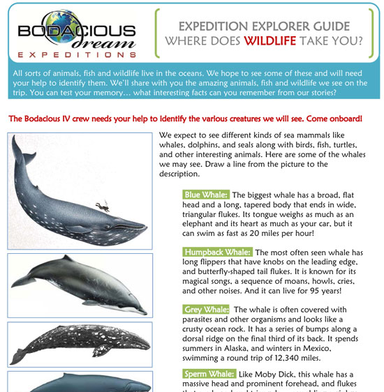 Explorer Guide