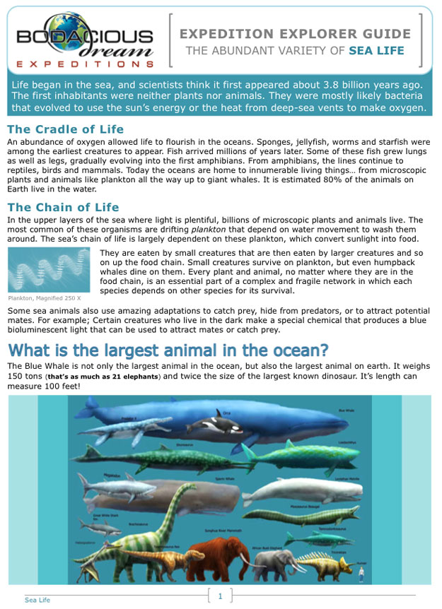 Sea Life Explorer Guide 1