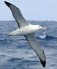 Albatross_200