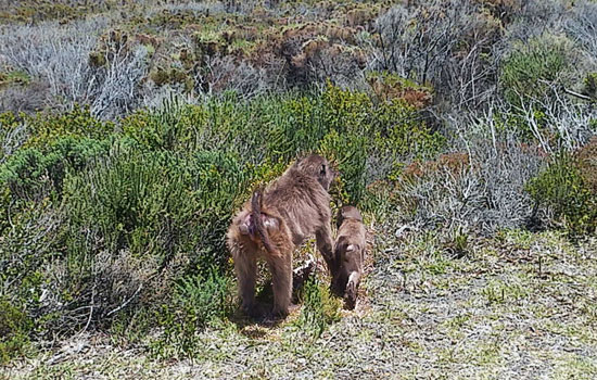 Cape of Good Hope Baboons