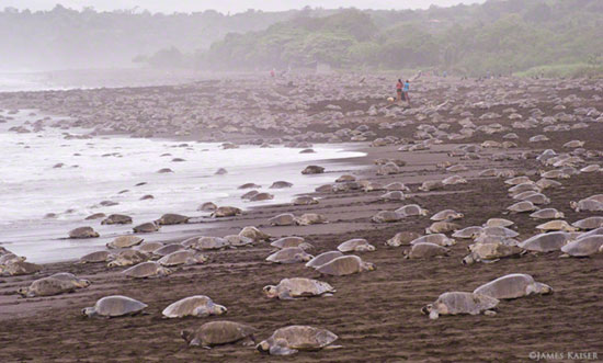 Sea Turtle Rescue