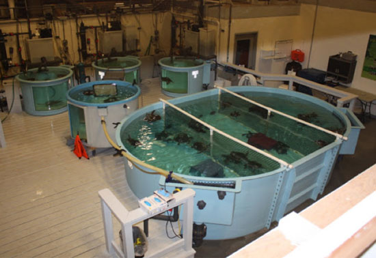 Sea Turtle Rescue Tanks