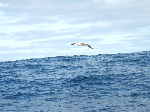 albatross_500