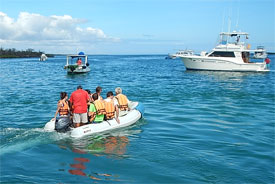 The Galapagos Shark