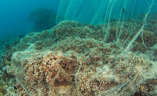 coral_nets