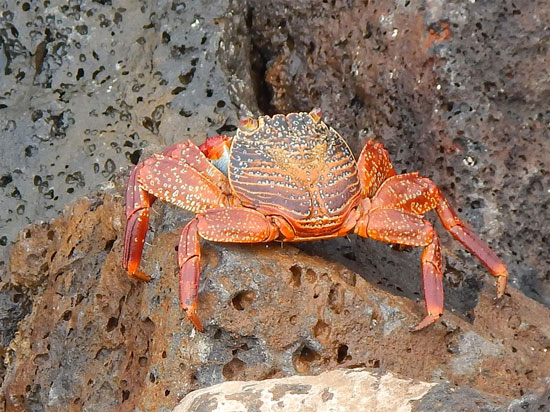 crab2_550