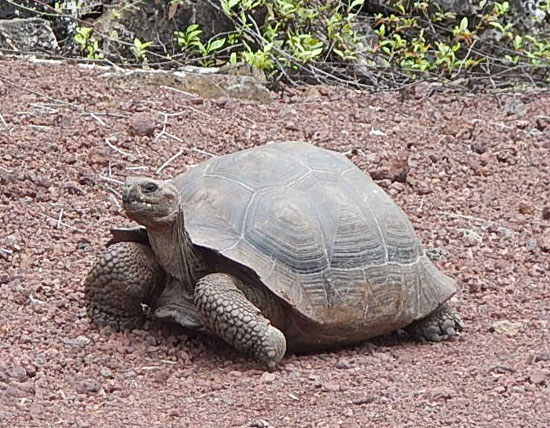 tortoise1_550