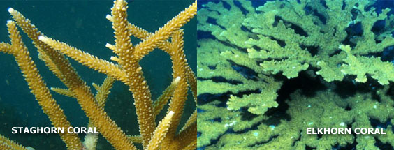 two-corals